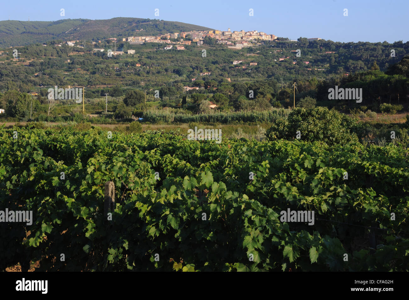 L'Italie, l'île d'Elbe, l'île d'Elbe, Toscane, Capoliveri, village, Hill, la culture du vin, de l'agriculture, de la viticulture, Banque D'Images