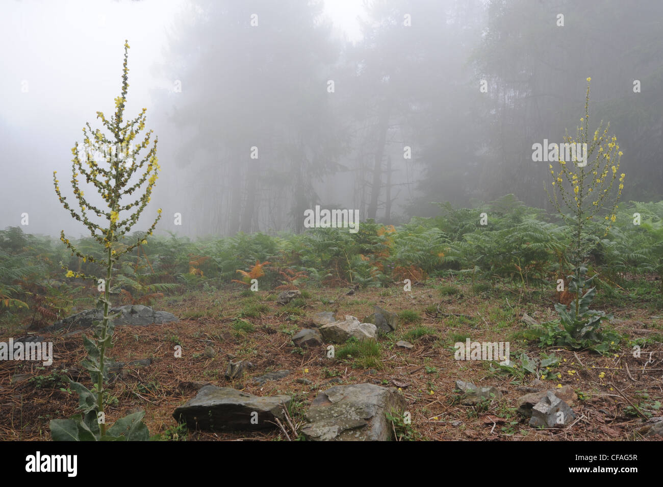 L'Italie, l'île d'Elbe, l'île d'Elbe, Toscane, brouillard, bois, forêt, végétation, Monte Perone Banque D'Images