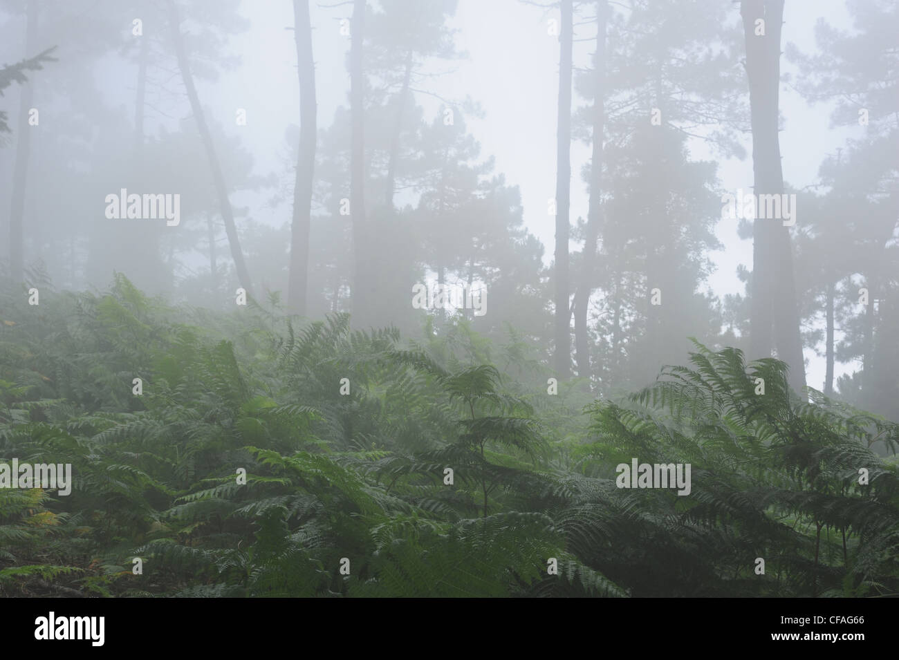 L'Italie, l'île d'Elbe, l'île d'Elbe, Toscane, brouillard, bois, forêt, végétation, Monte Perone Banque D'Images