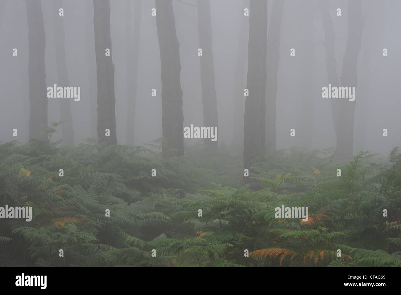 L'Italie, l'île d'Elbe, l'île d'Elbe, Toscane, brouillard, bois, forêt, végétation, Monte Perone Banque D'Images