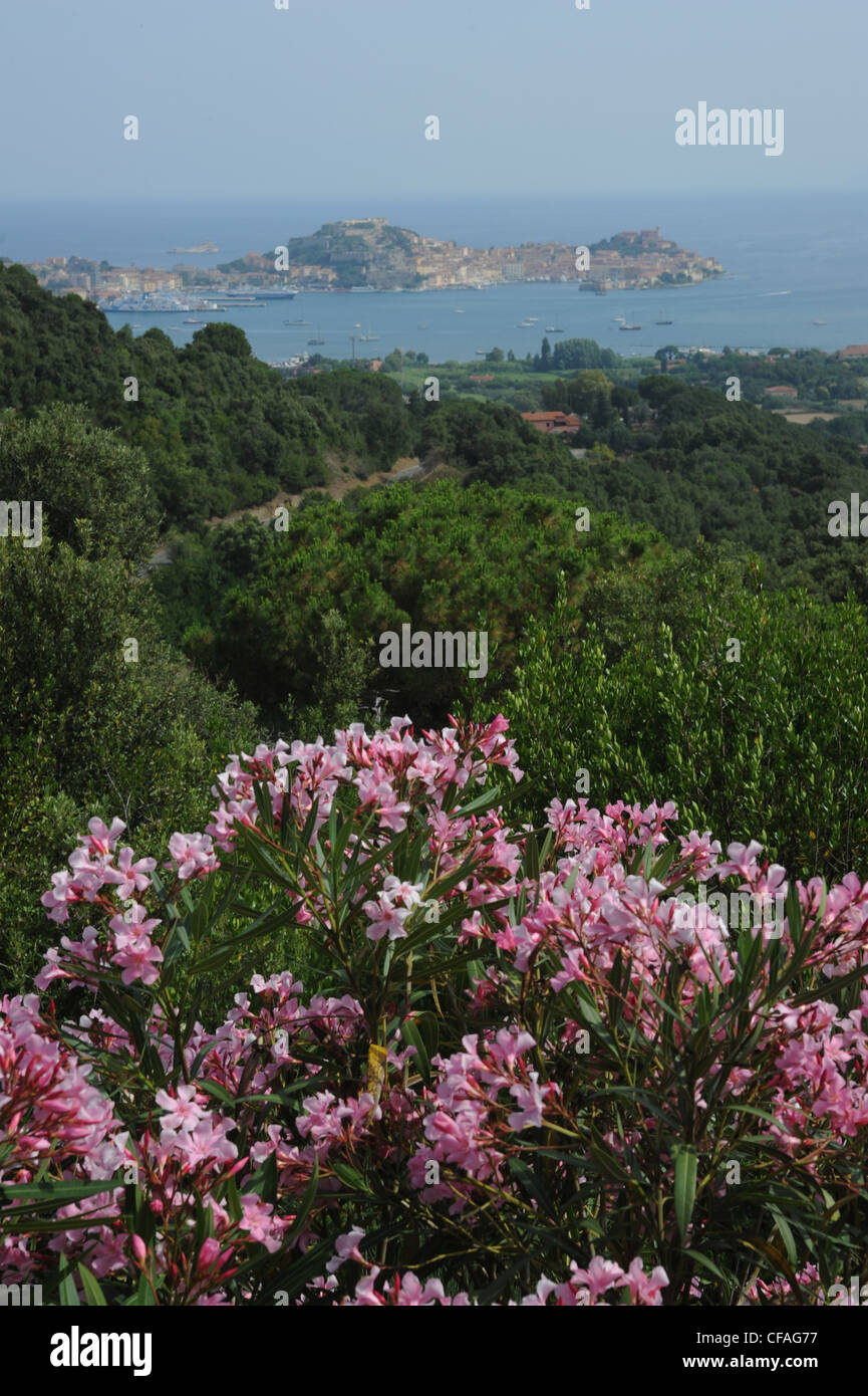 L'Italie, l'île d'Elbe, l'île d'Elbe, Toscane, Portoferraio, mer, bois, forêts, Fleurs, paysages, Banque D'Images