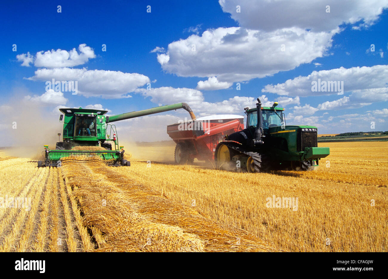 Une moissonneuse-batteuse se jette dans un wagon de grain sur l'aller, moisson du blé de printemps, Tiger Hills, au Manitoba, Canada. Banque D'Images