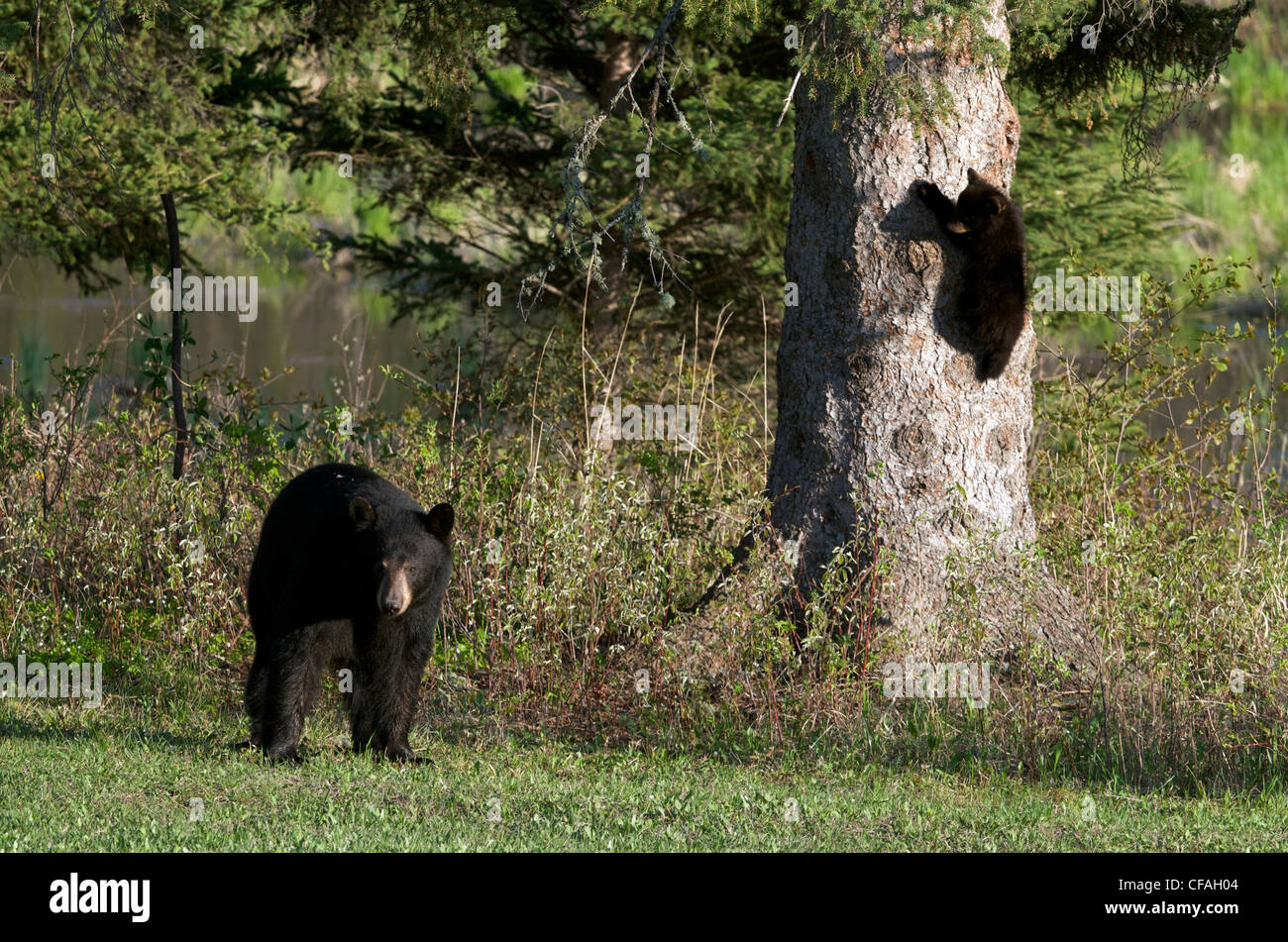 L'ours noir américain sauvage sow et son nouveau-né cub escalade un arbre. (Ursus americanus). Le nord de l'Ontario, Canada. Banque D'Images