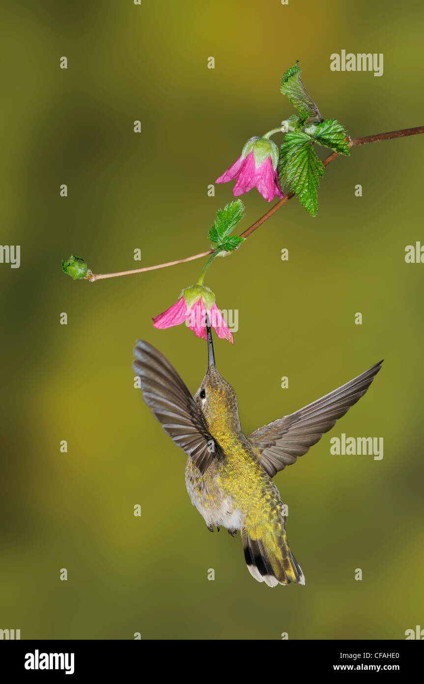 Nid d'oiseaux colibris Banque de photographies et d'images à haute  résolution - Page 5 - Alamy