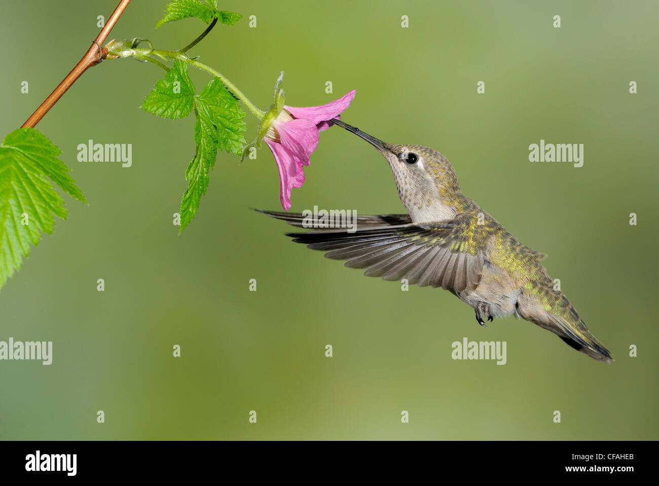 Femme Anna's Hummingbird (Calypte anna) se nourrissant du nectar d'une fleur. Banque D'Images