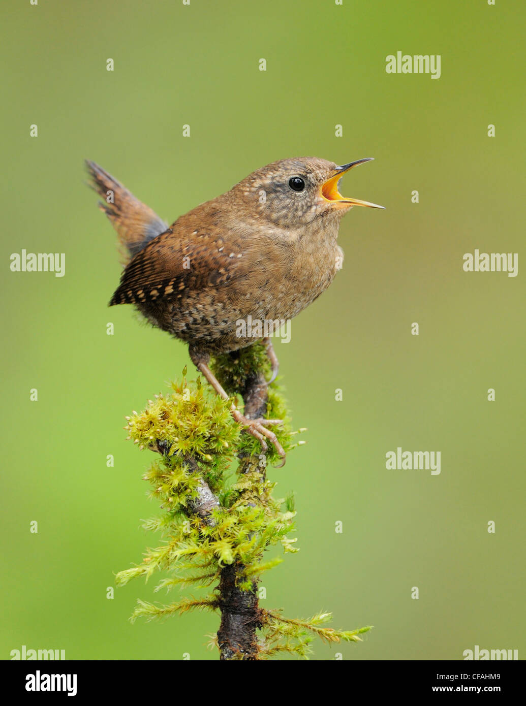 Troglodyte mignon (Troglodytes troglodytes) chanter pendant que perché sur une branche couverte de mousse. Banque D'Images
