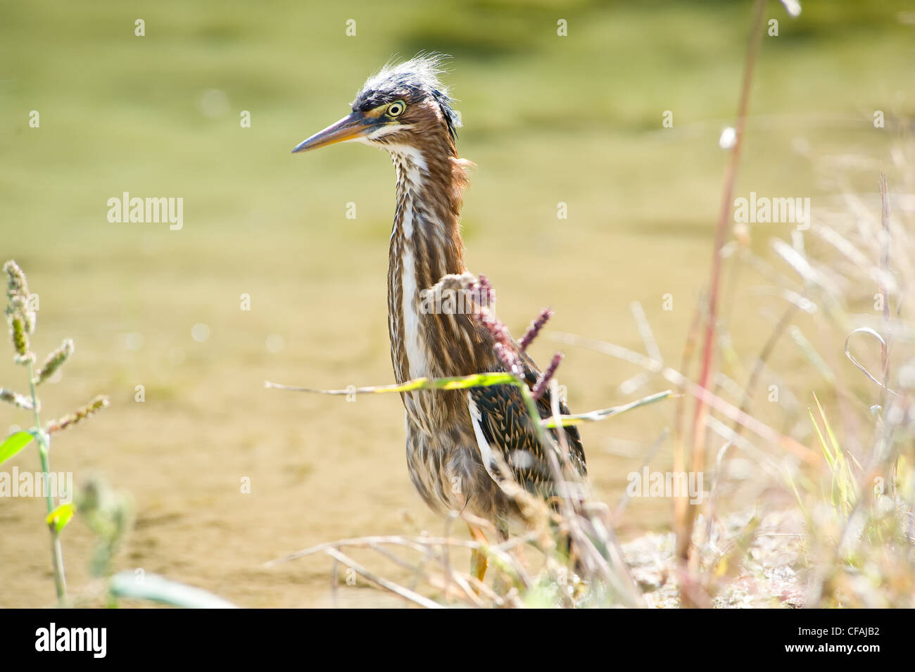 Le héron vert juvénile Banque D'Images