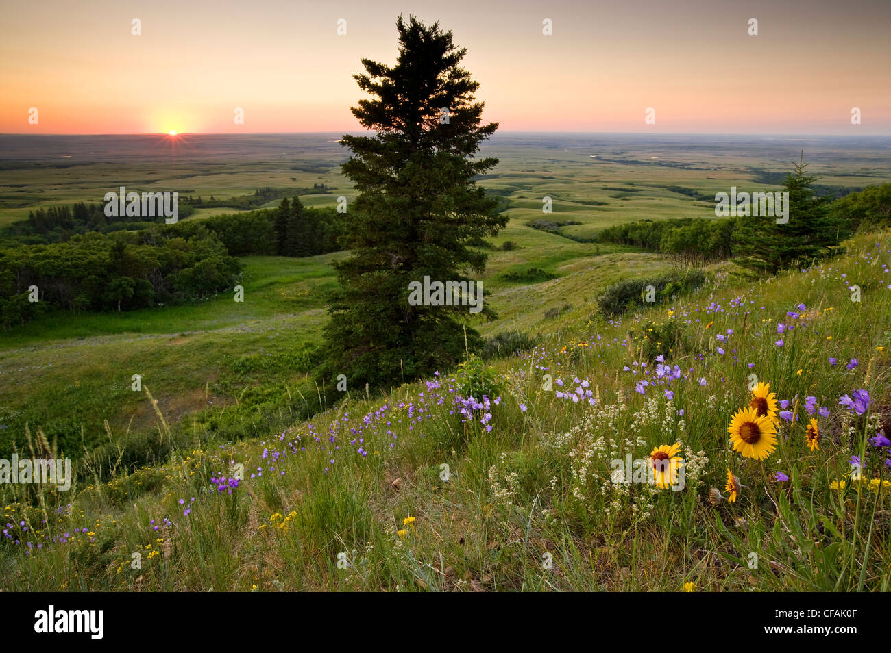 Fleurs sauvages et coucher du soleil à Bald Butte, le parc interprovincial Cypress Hills, en Saskatchewan, Canada. Banque D'Images