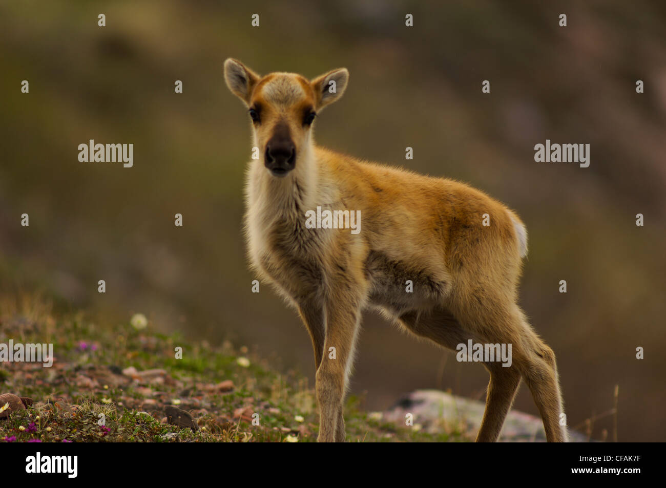 Baby Caribou Banque D Image Et Photos Alamy