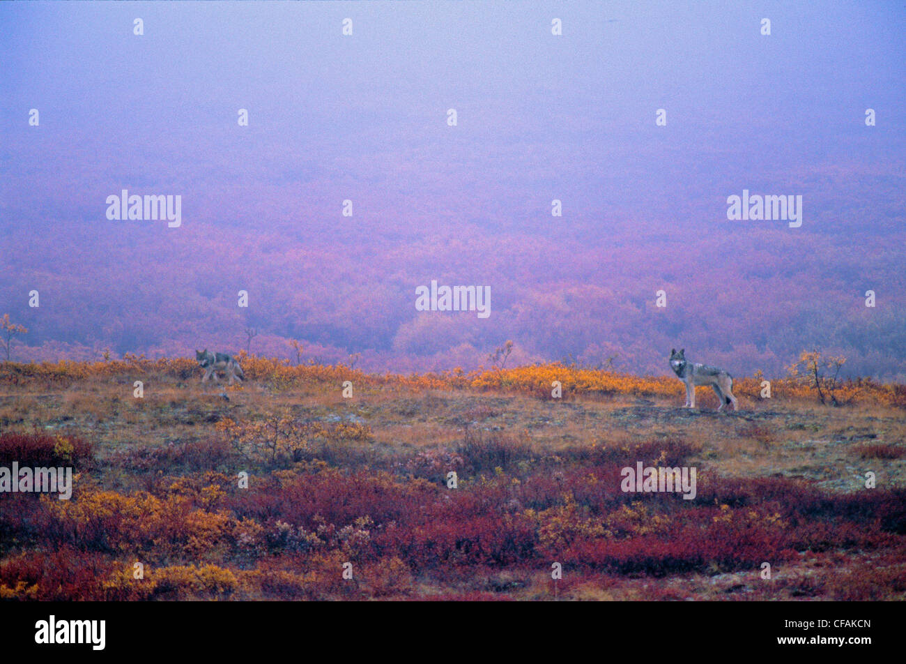 Bois deux loups (Canis lupus) dans la toundra à l'automne, les Territoires du Nord-Ouest, Canada. Banque D'Images