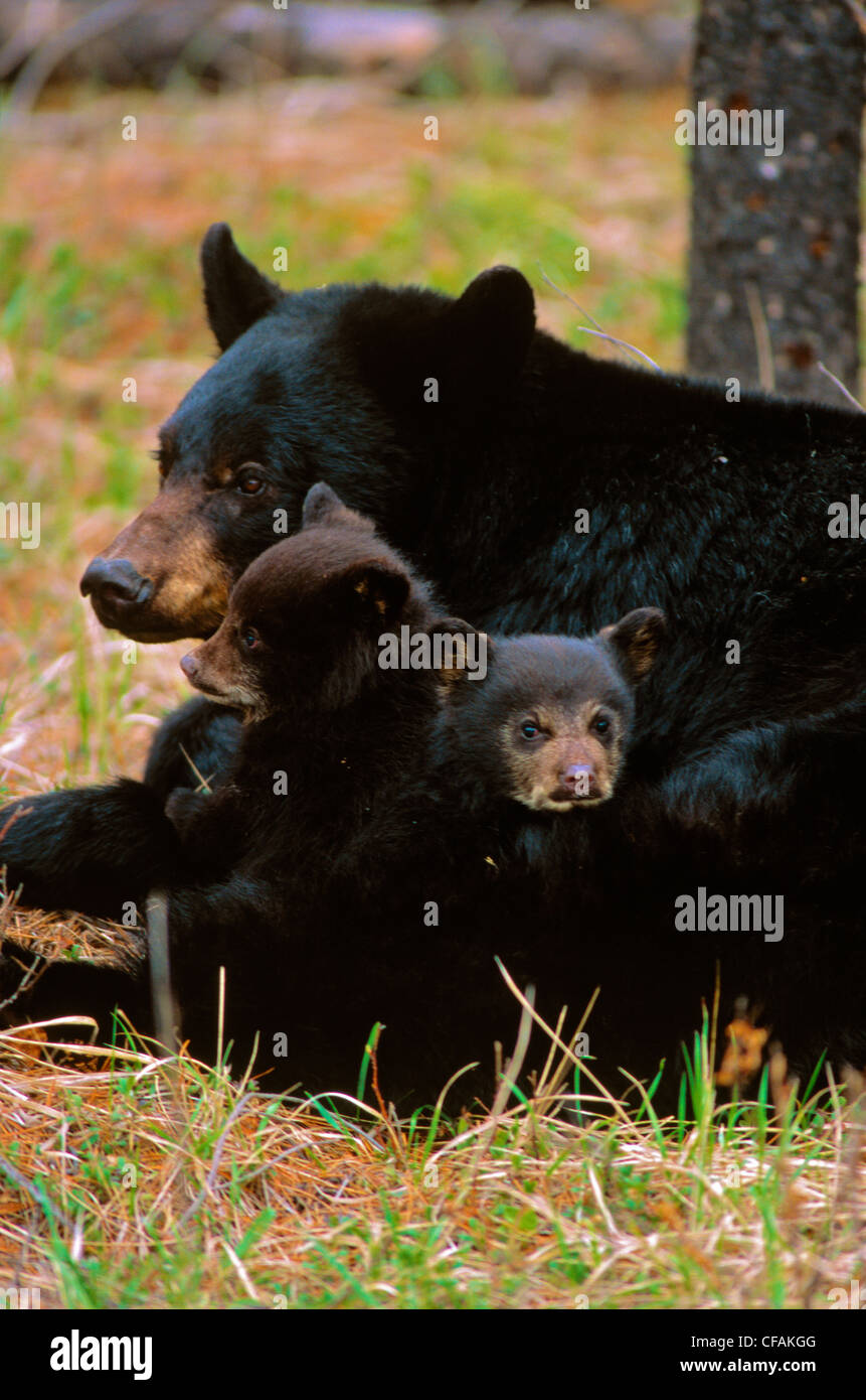 L'ours noir américain sow avec deux oursons (Ursus americanus). Banque D'Images