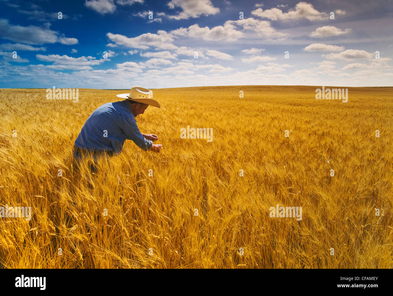 Un homme examine la maturité, la récolte de blé dur prêt champ de blé, près de chef, Saskatchewan, Canada Banque D'Images