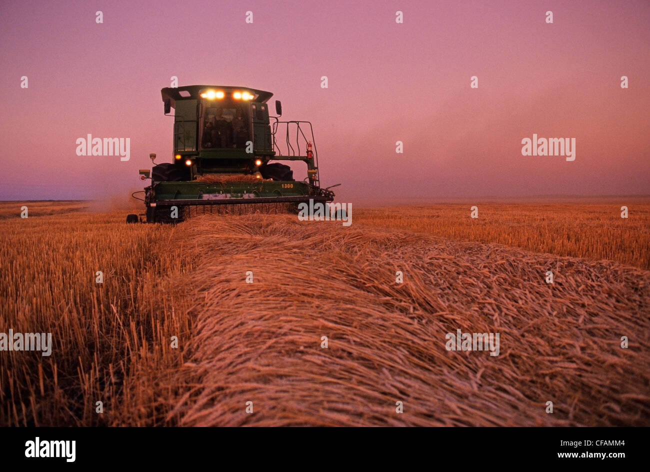 Une moissonneuse-batteuse récoltes de blé de printemps dans la lumière du soir, près de Dugald (Manitoba), Canada Banque D'Images