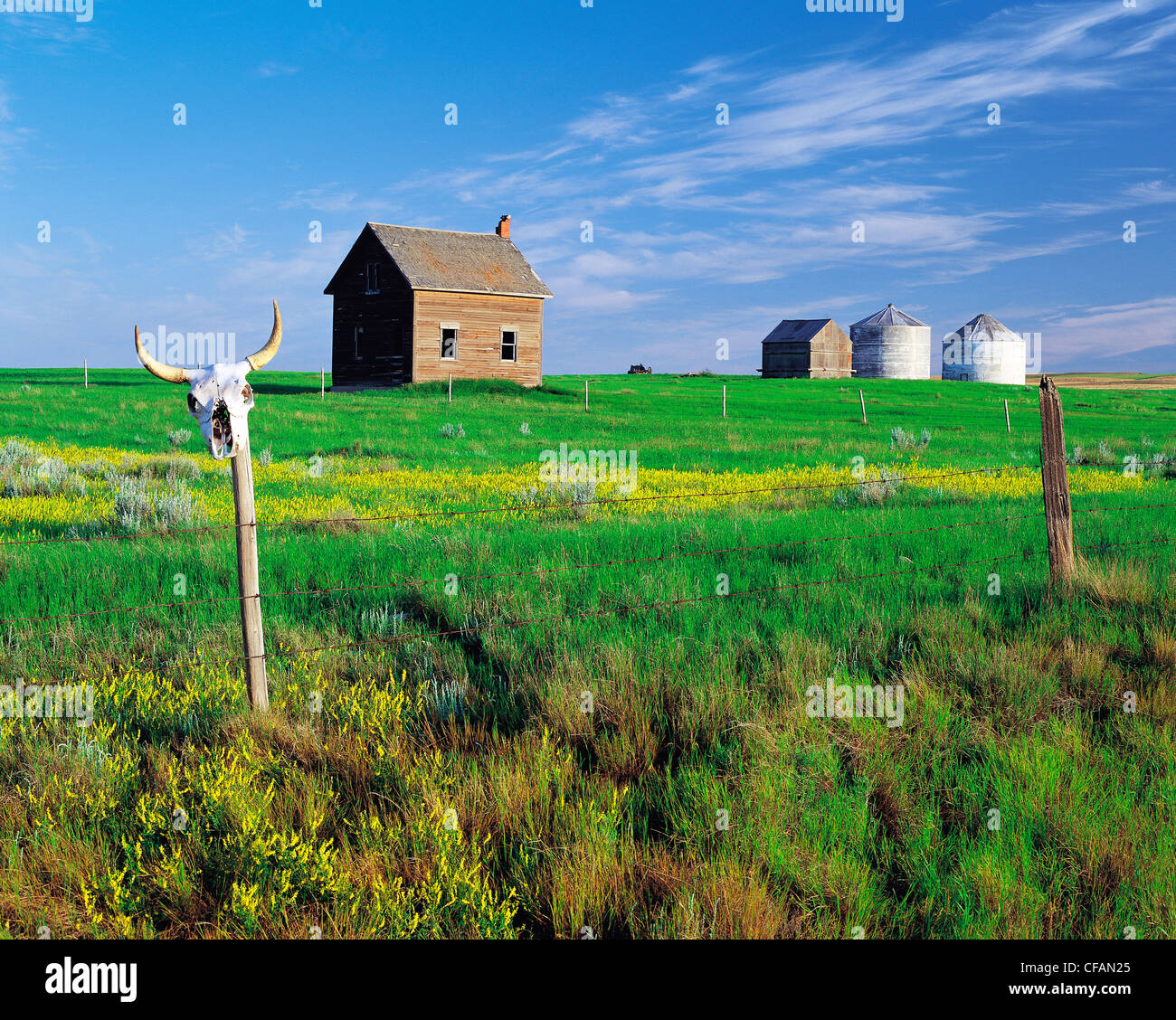 Posté le crâne de vache Clôture rurale de ferme abandonnée près de Admiral, Saskatchewan, Canada Banque D'Images