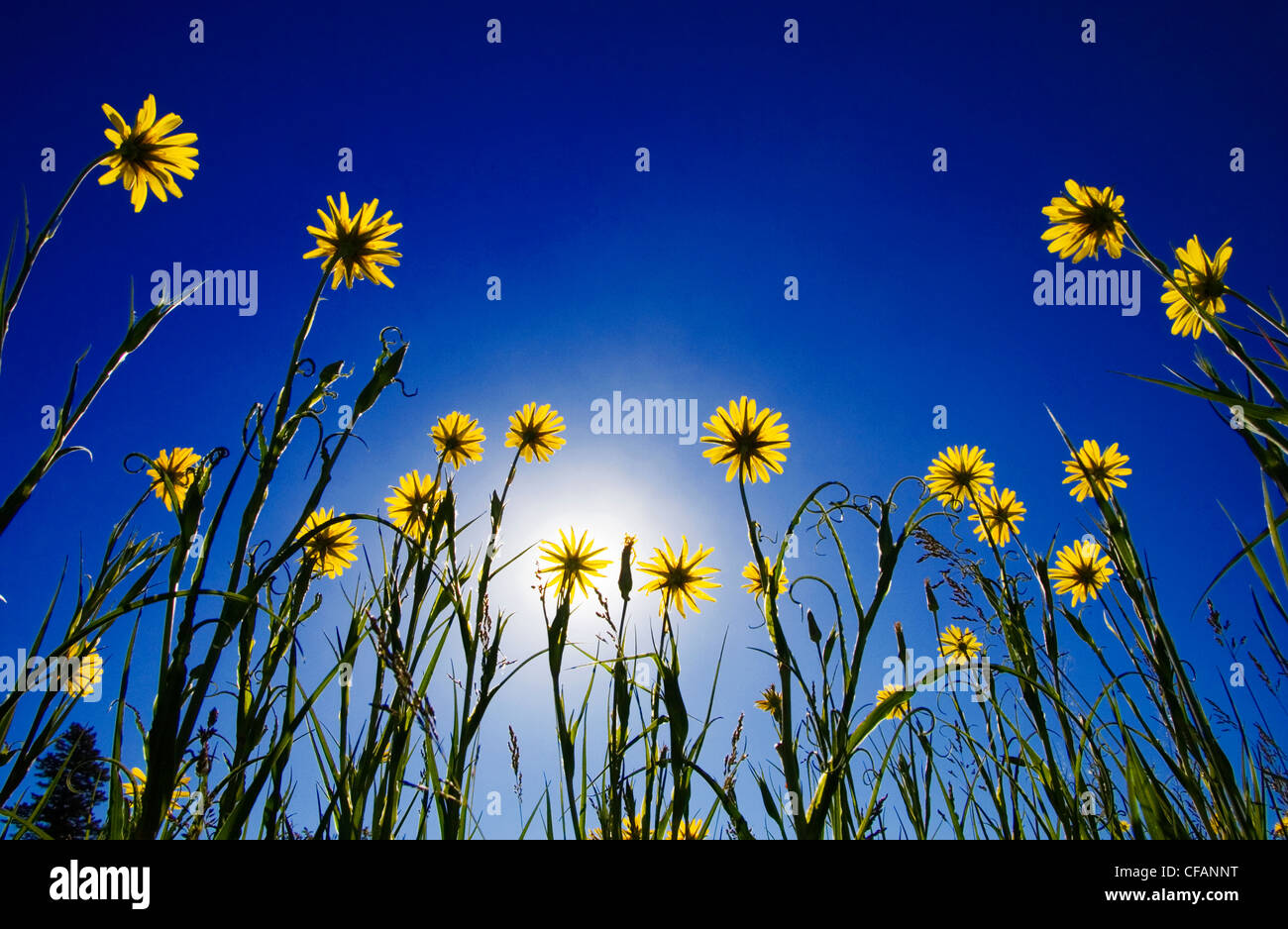 Salsifis jaune pour atteindre le soleil dans le parc provincial de la plage des brebis de jonction dans les prairies de la Colombie-Britannique, Canada Banque D'Images