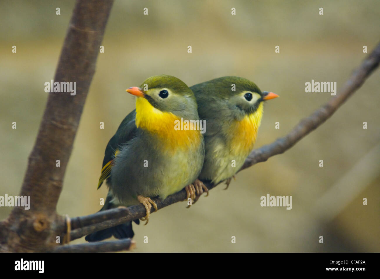 Pekin Robin (Leiothrix lutea) Banque D'Images
