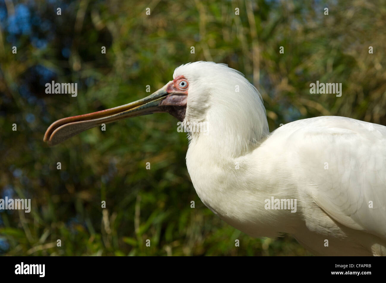 Spatule d'Afrique (Platalea alba) Banque D'Images