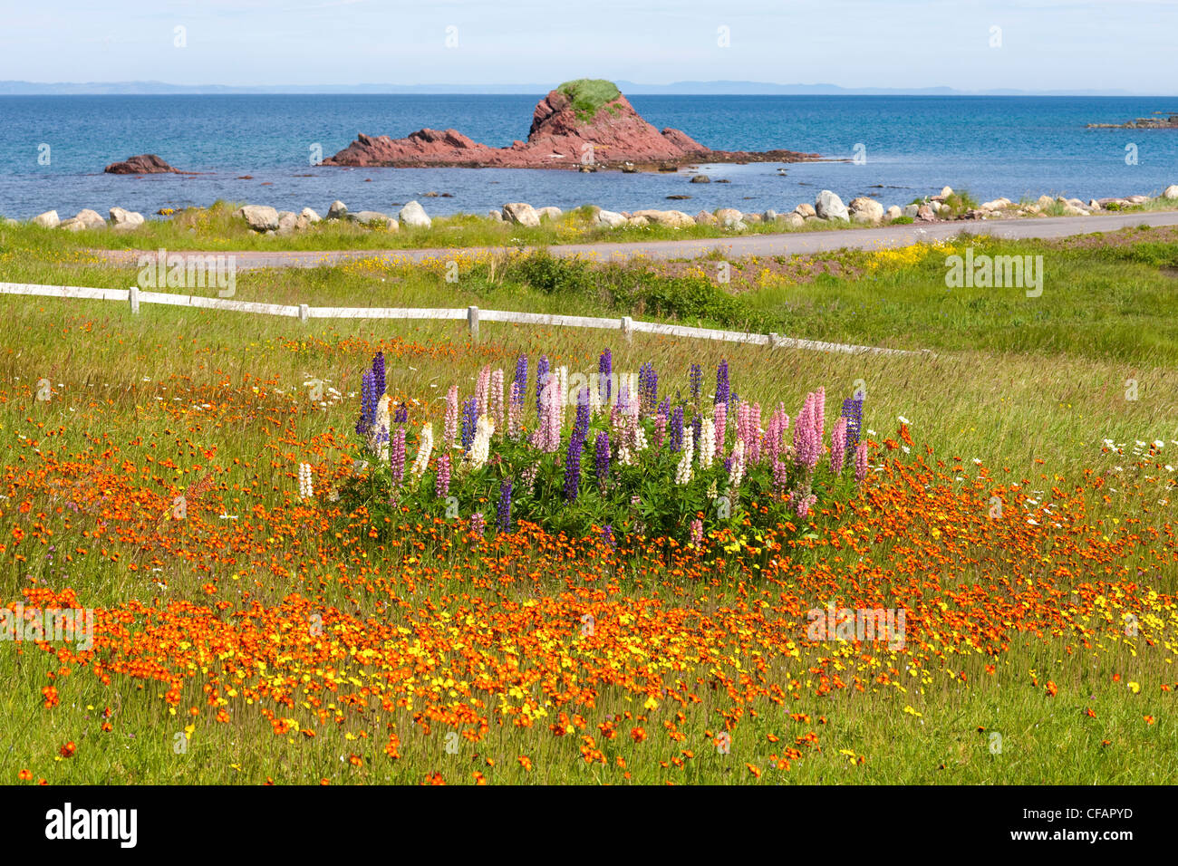 Domaine de fleurs sauvages le long du littoral à Heart's Content, Terre-Neuve et Labrador, Canada. Banque D'Images