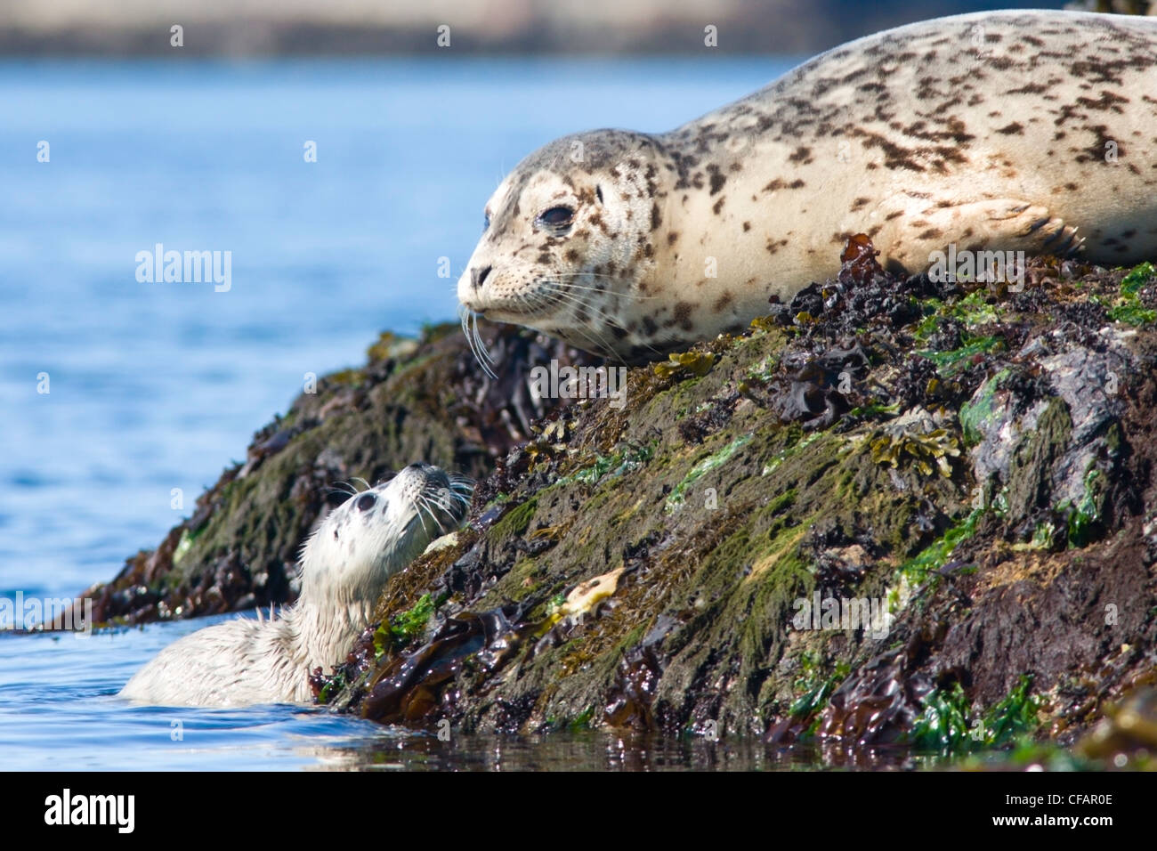 Fourrure (Callorhinus ursinus) adulte et chiot au soleil sur des rochers près de Victoria, île de Vancouver, Colombie-Britannique, Canada Banque D'Images
