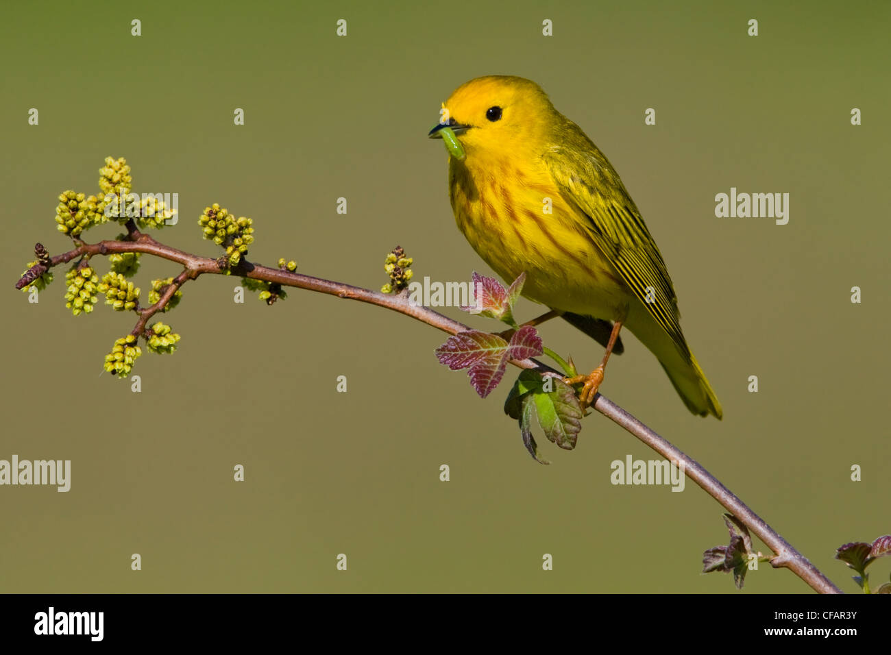 La paruline jaune (Dendroica petechia) perché sur une branche avec une chenille dans sa bouche près de Long Point, en Ontario, Canada Banque D'Images