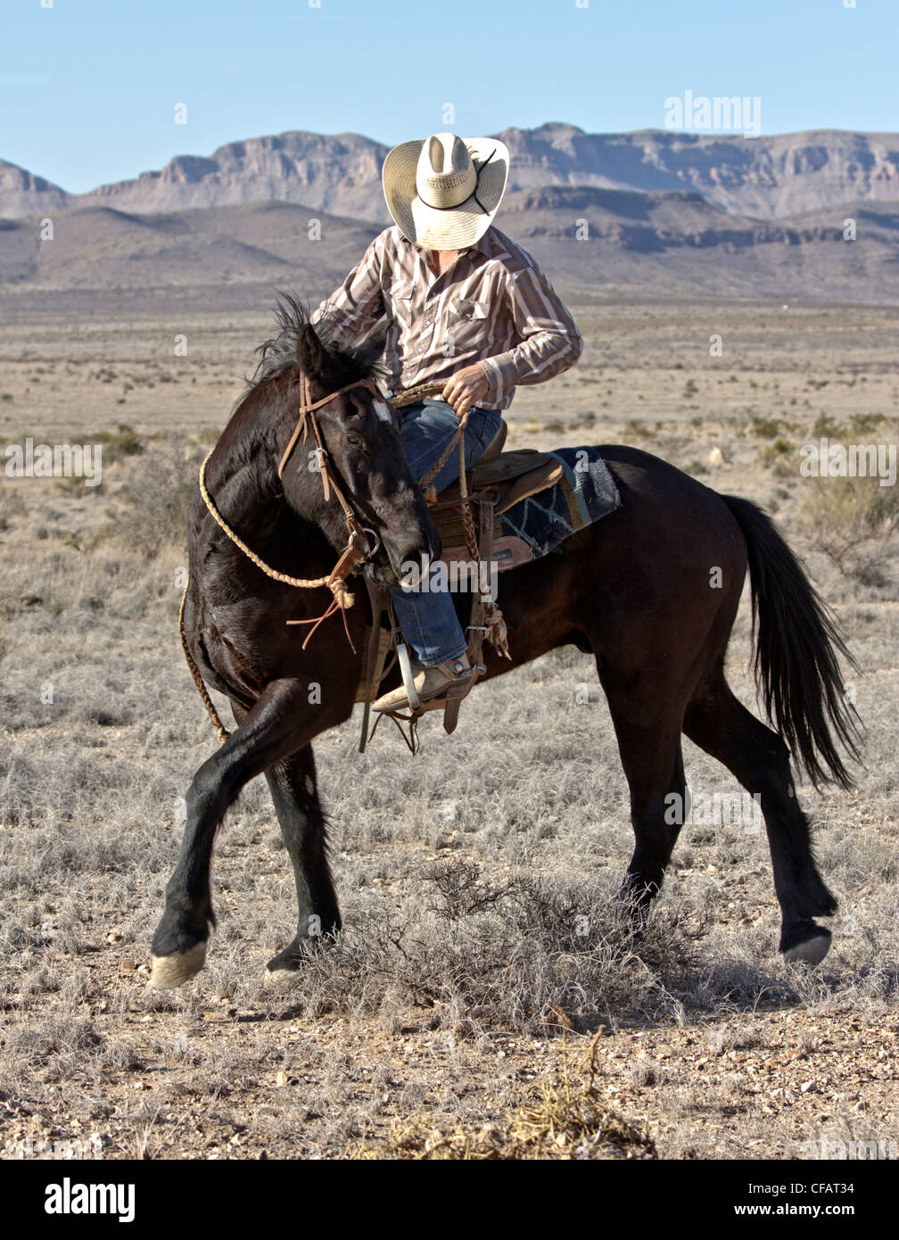 Entraîneur de chevaux sur un ranch au Texas de l'ouest enseignement manœuvres pour un cheval il a rompu la semaine précédente. Banque D'Images