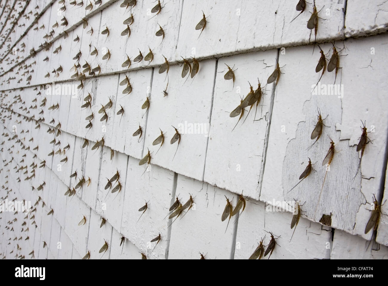 Les éphéméroptères (Ephemeroptera) couvrant le côté d'un immeuble au parc provincial Hecla au Manitoba, Canada Banque D'Images