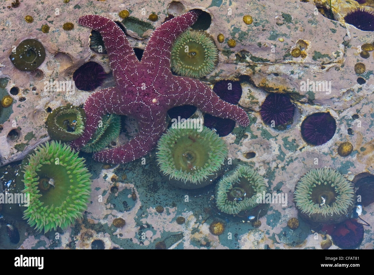 Un bassin de marée rempli d'anémones de mer et des étoiles de mer sur le sentier de la côte ouest de l'île de Vancouver, Colombie-Britannique, Canada Banque D'Images