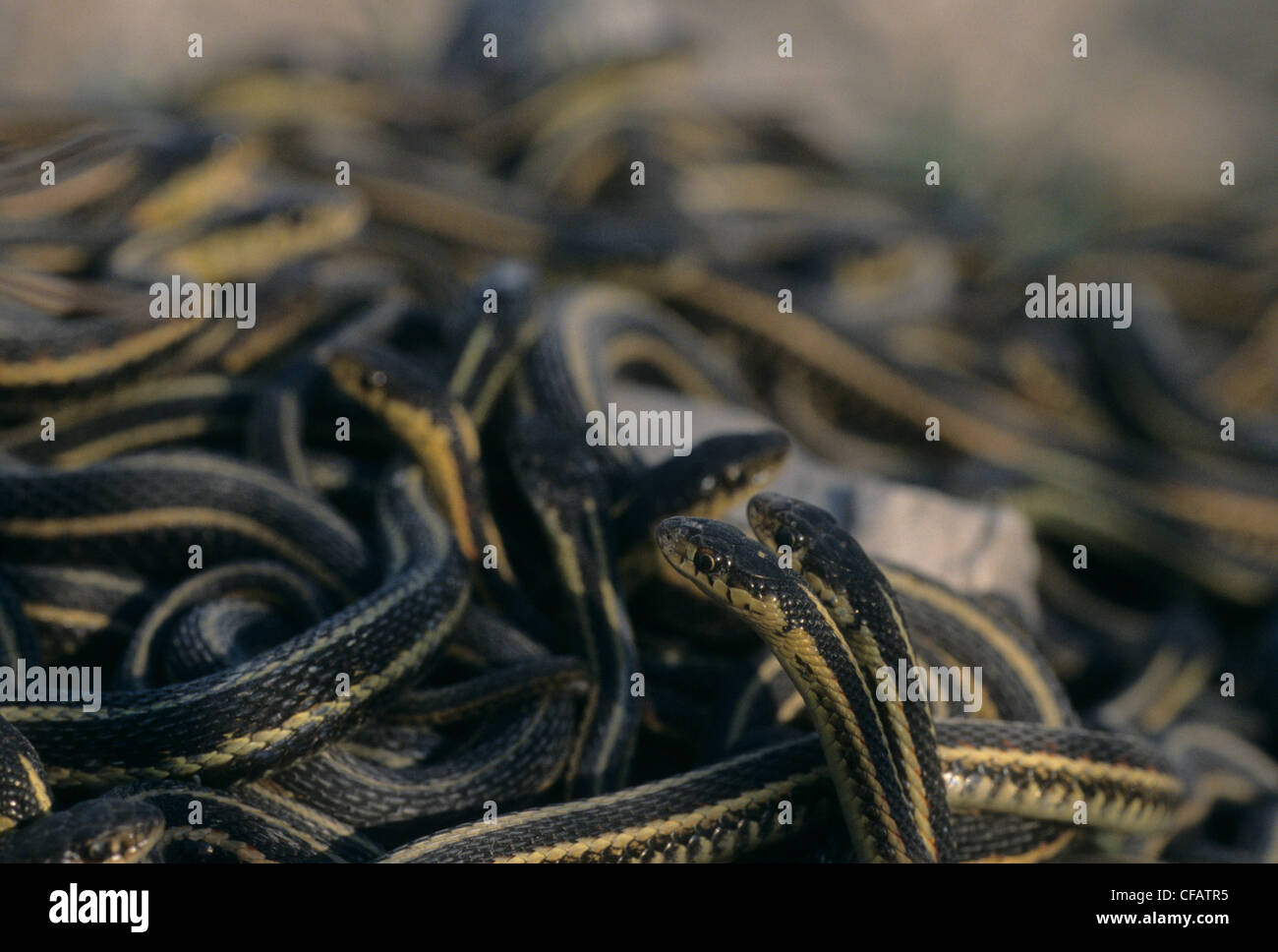 Balle d'Accouplement de couleuvres rayées au printemps qui sortent de l'hibernation près d'Inwood, Manitoba, Canada Banque D'Images