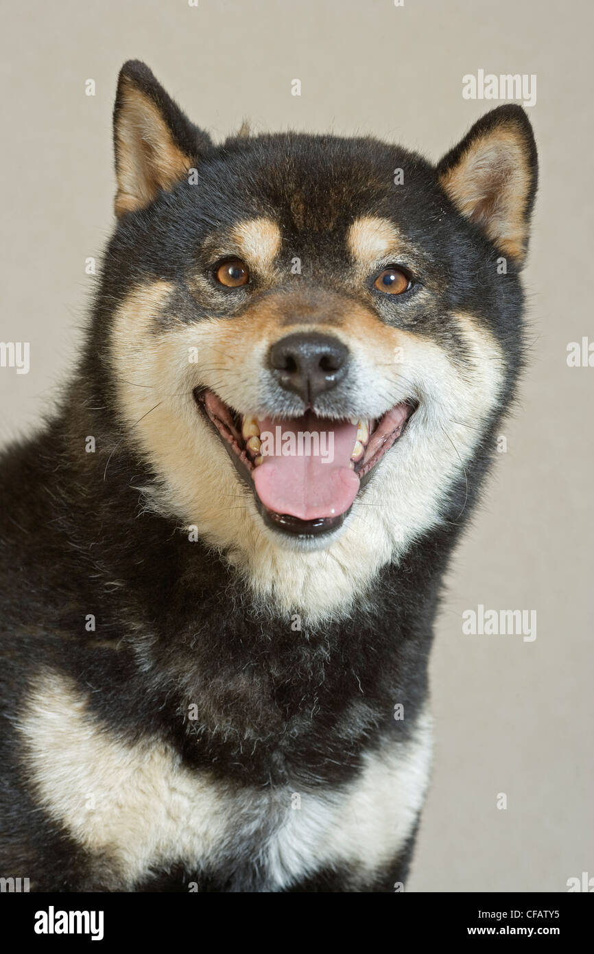 Portrait de chien Shiba Inu mâle adulte Photo Stock - Alamy