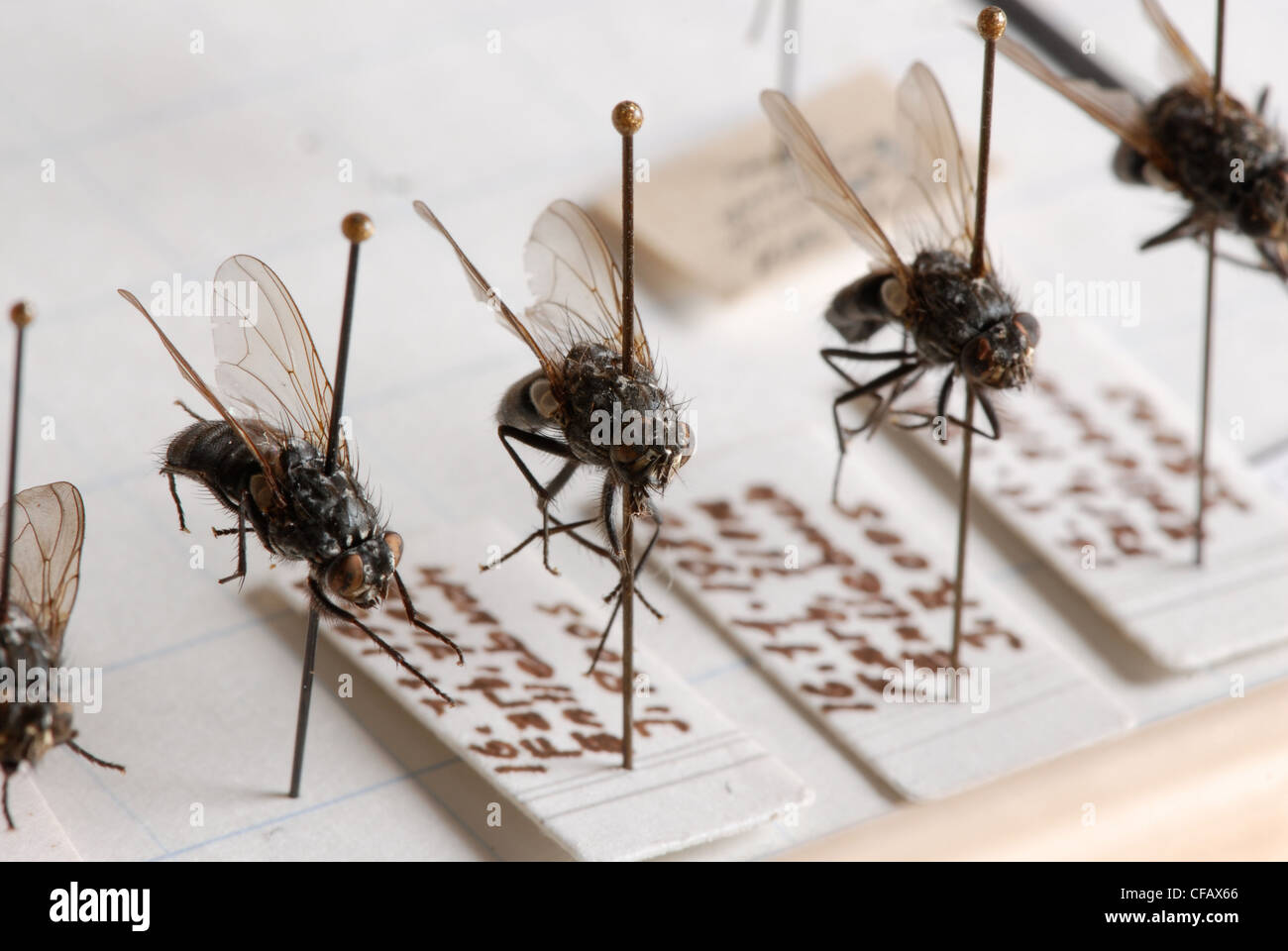 Les mouches, les insectes, la collection d'insectes, la préparation, l'entomologie, l'aiguille, broche, sciences, biologie Banque D'Images