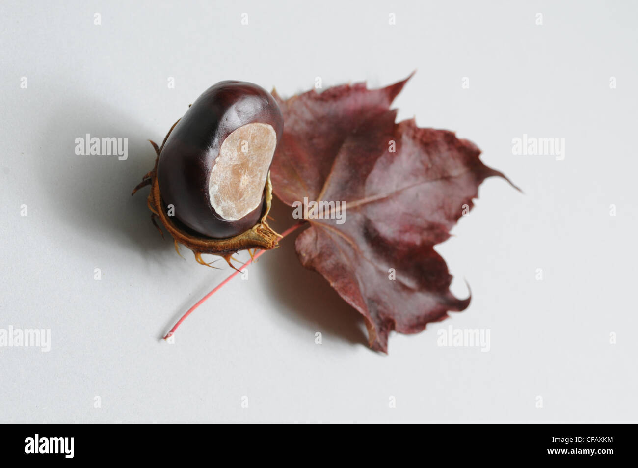 Automne, automne, symbole, châtaignier, feuille, brown Banque D'Images