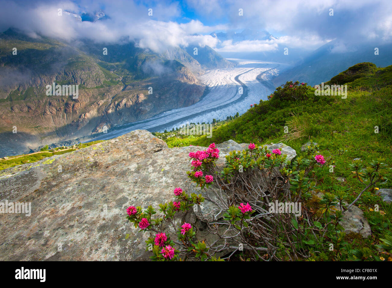 Glacier d'Aletsch, Valais, Suisse, UNESCO, patrimoine naturel, view point, montagnes, glaciers, Roches, rochers, plantes, Alp Banque D'Images