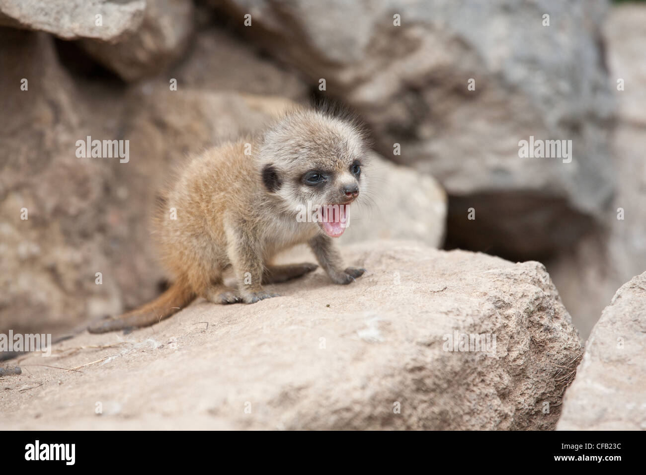 Bébé suricate Banque D'Images