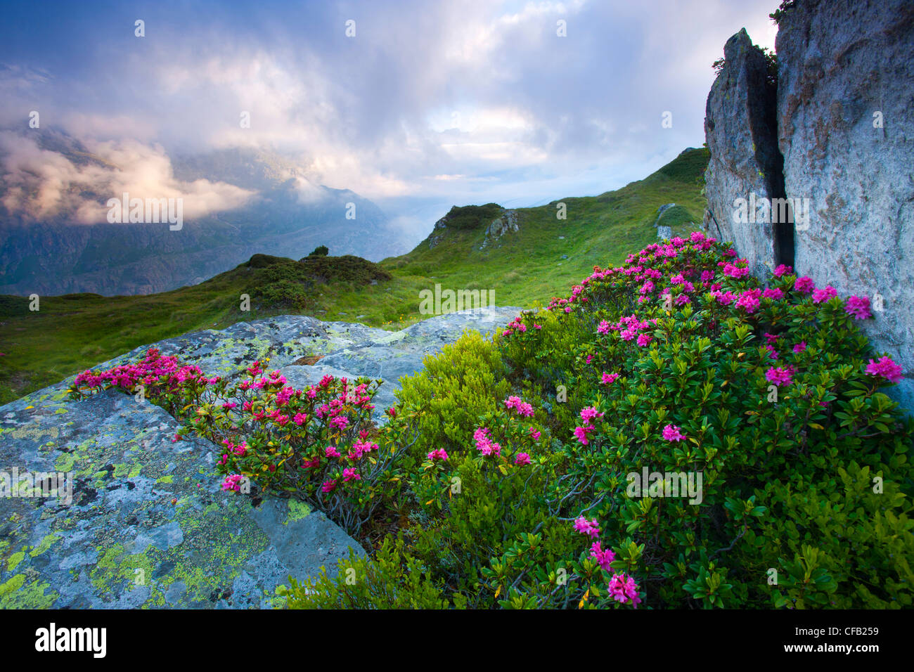 Moosfluh, Suisse, Valais, région d'Aletsch, lumière du matin, view point, rock, falaise, fleurs, roses alpines, les nuages, la nature Banque D'Images