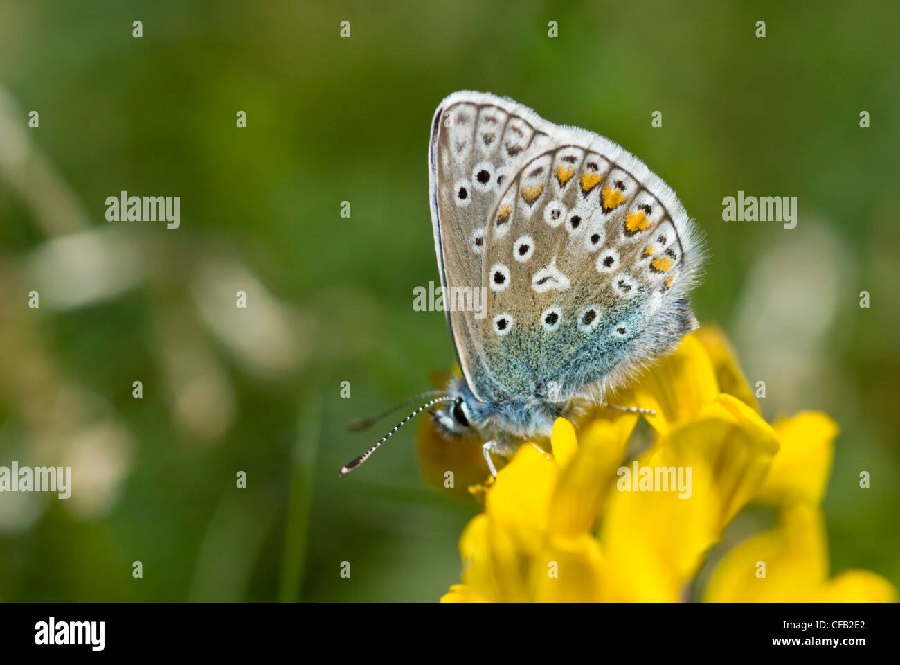 Papillon bleu commun Banque D'Images