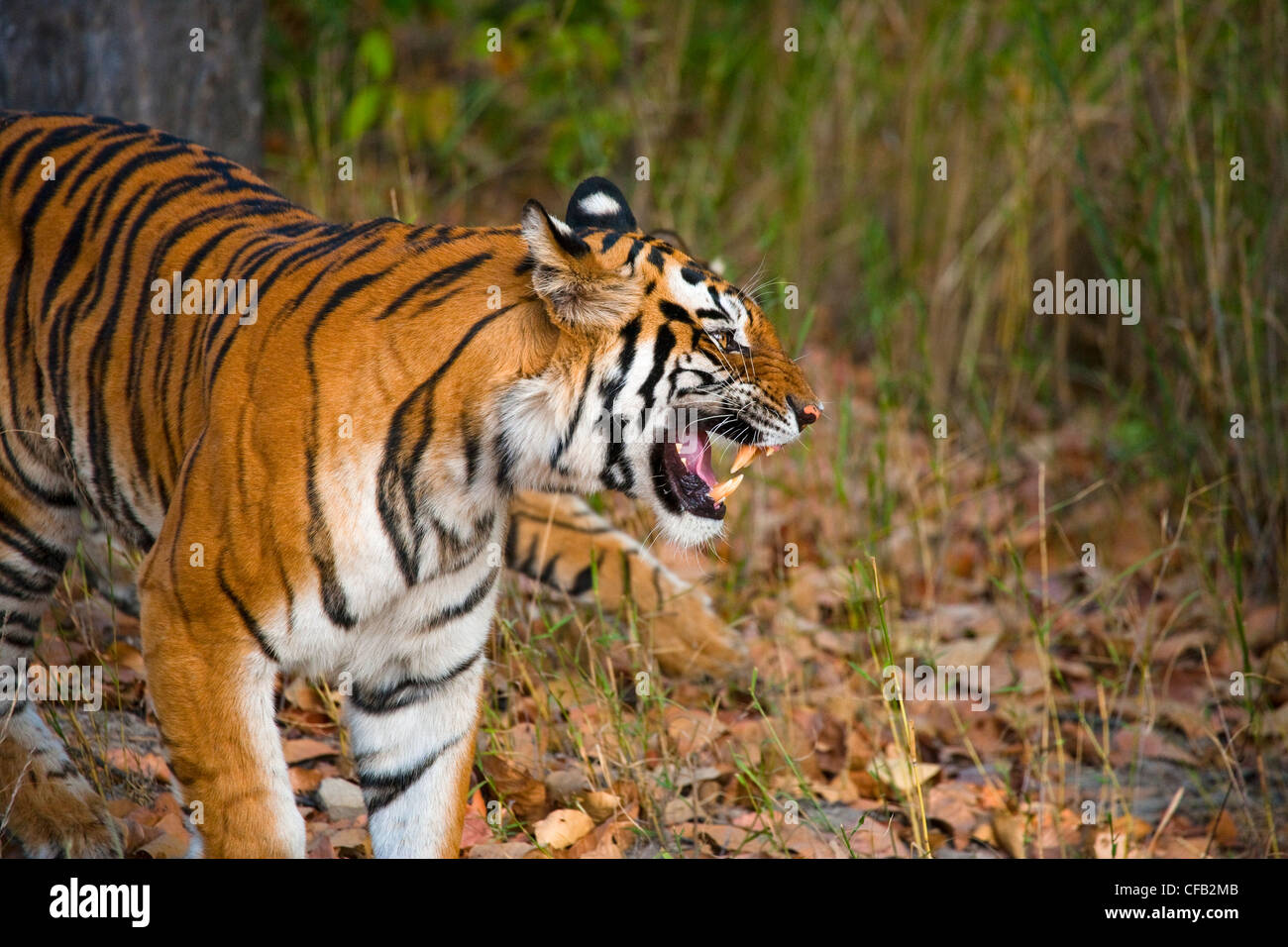 Tigre du Bengale, Bandhavgarh National Park, Madhya Pradesh, Inde Banque D'Images