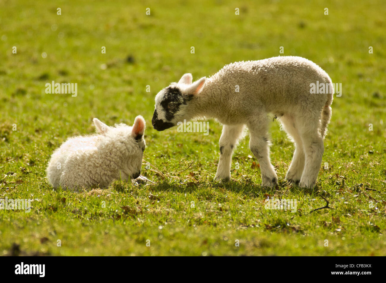 Deux agneaux nouveau-nés dans un champ du Royaume-Uni lors d'une journée de printemps ensoleillée. Banque D'Images