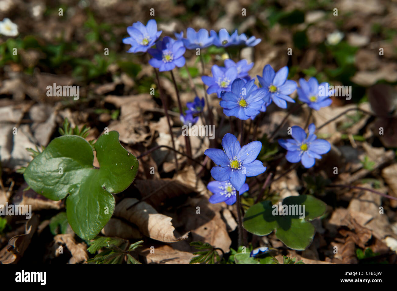 Bleu, chêne, hêtre, printemps, fleur de printemps, Hepatica nobilis, millepertuis rénale, hépatique, forêt naturelle, Schaffhausen, Thayn Banque D'Images