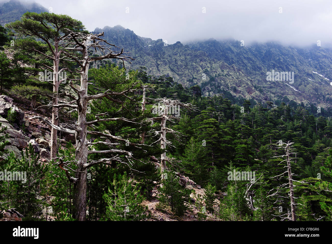 Asco, arbre, pin, pin noir, forêt, bois, arbres, Corse, France, Haut Asco, Haute-Corse, conifère, paysage, paysage, Mélèze Banque D'Images