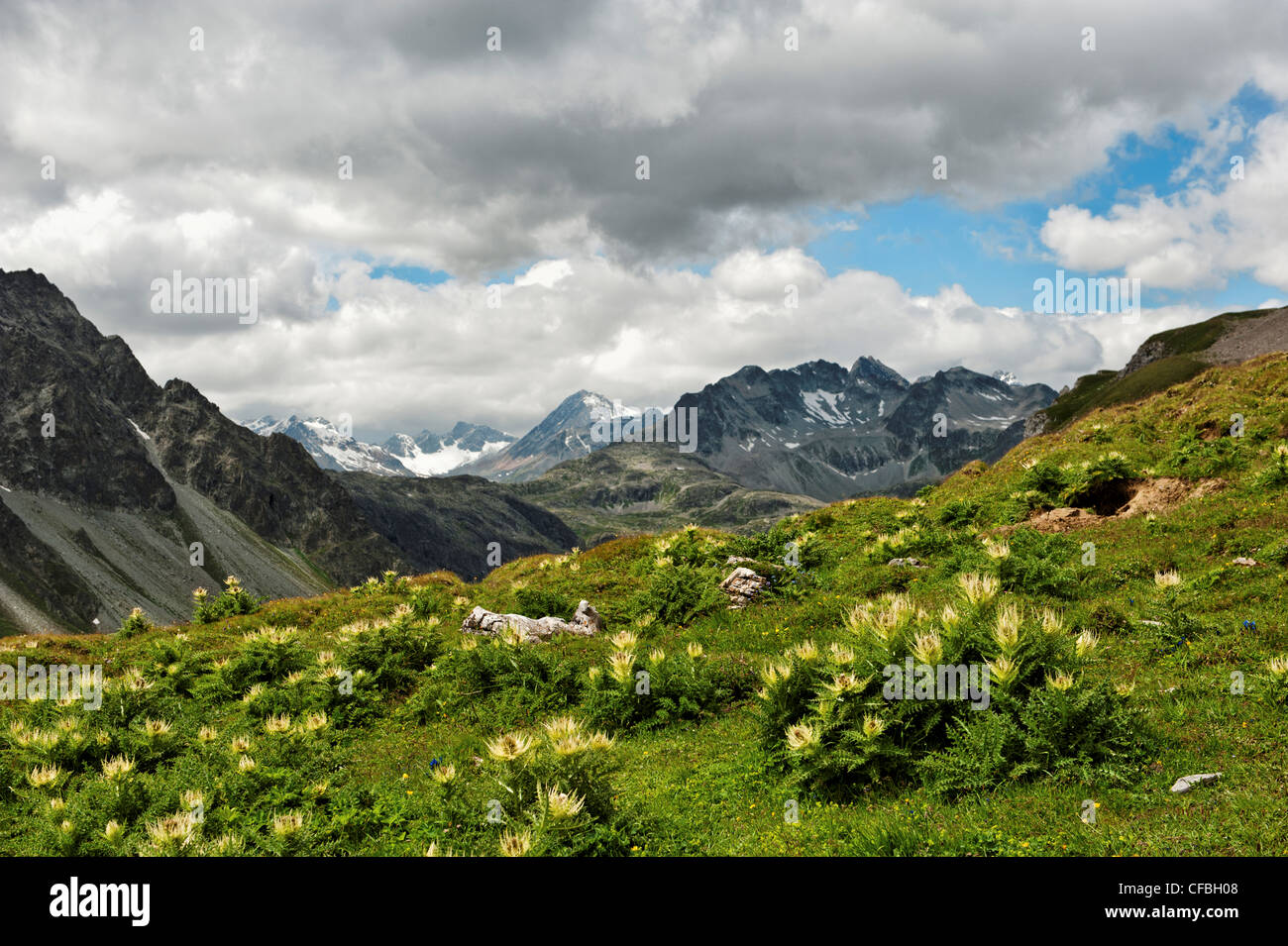 Albula, ALP, shieling, pâturage, Cirsium spinosissimum, chardon, Plume de chardons, Engadine, Haute-engadine, ciel, bleu ciel, Skye-bl Banque D'Images