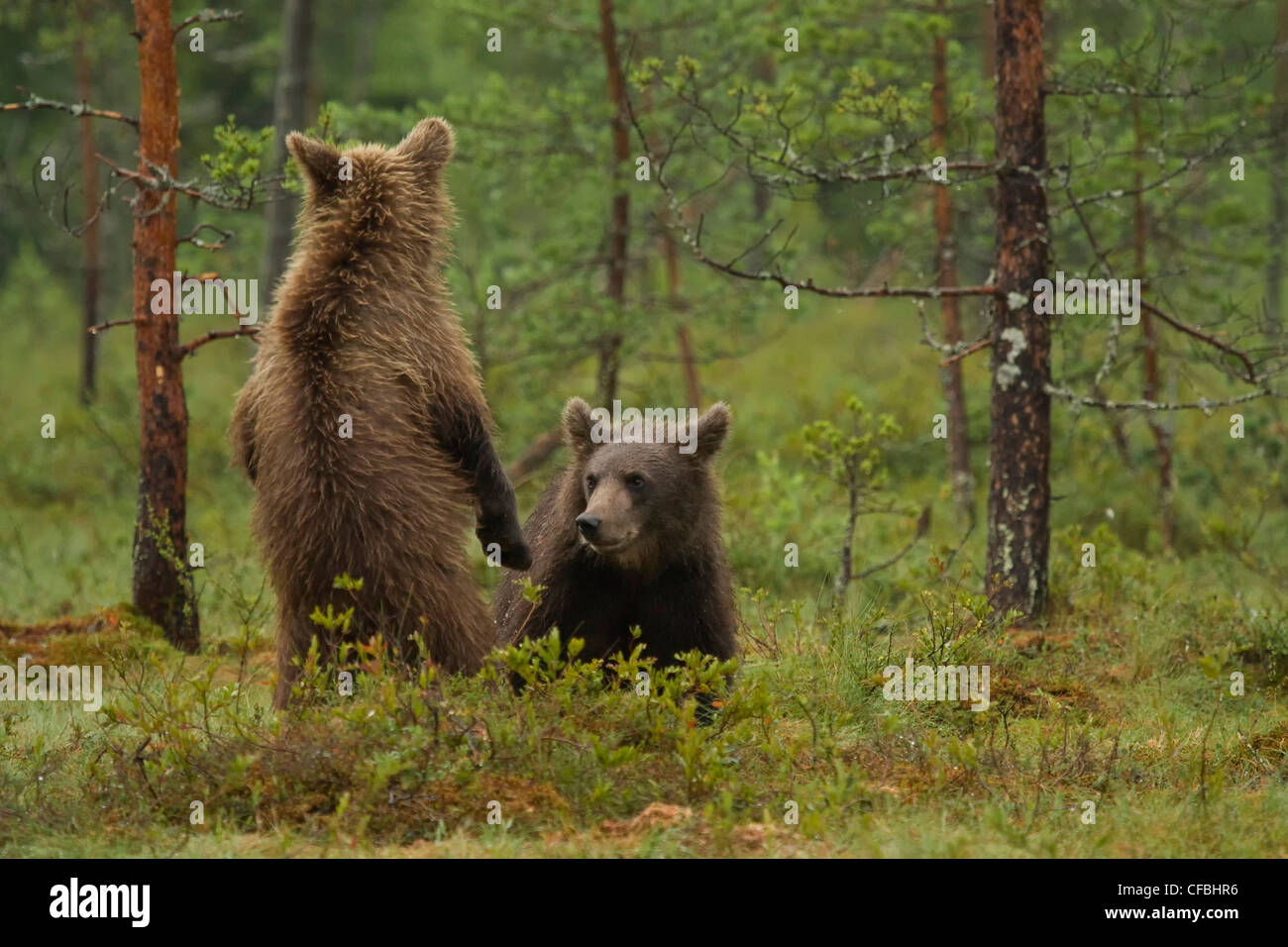 En Europe, en Scandinavie, en Finlande, en pleine nature, de la faune, de la liberté, à la liberté, l'ours, les animaux sauvages, les prédateurs, les animaux, des animaux, de l'omnivore, Banque D'Images