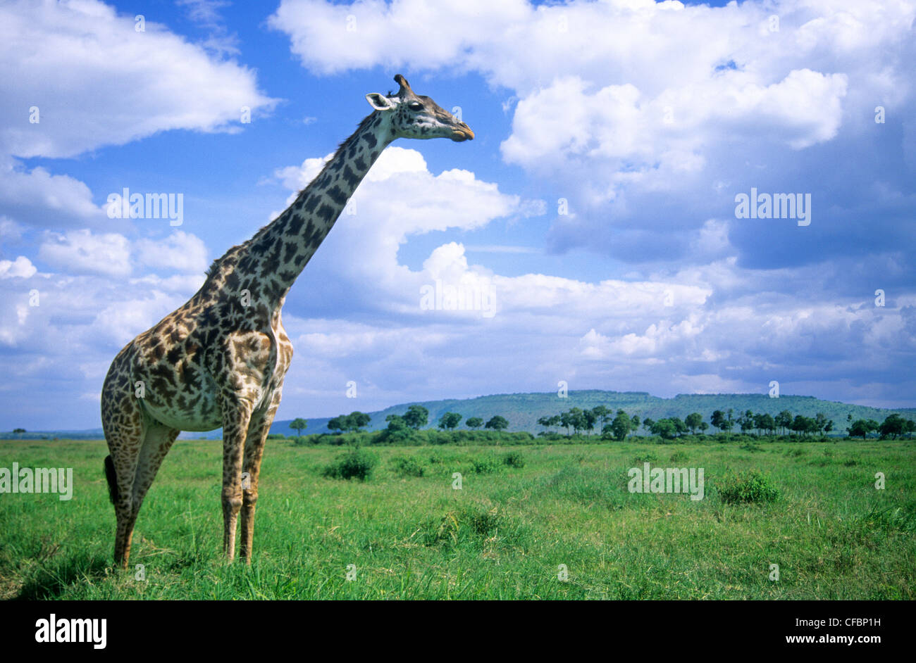 Des profils Girafe (Giraffa camelopardalis), la réserve de Masai Mara, Kenya, Afrique de l'Est Banque D'Images