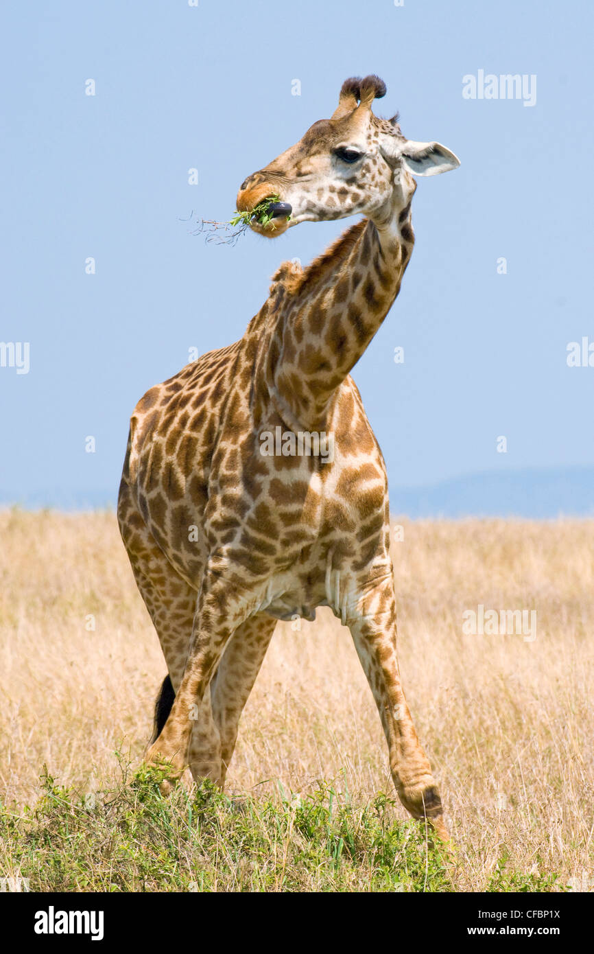 Browsing Girafe (Giraffa camelopardalis), la réserve de Masai Mara, Kenya, Afrique de l'Est Banque D'Images