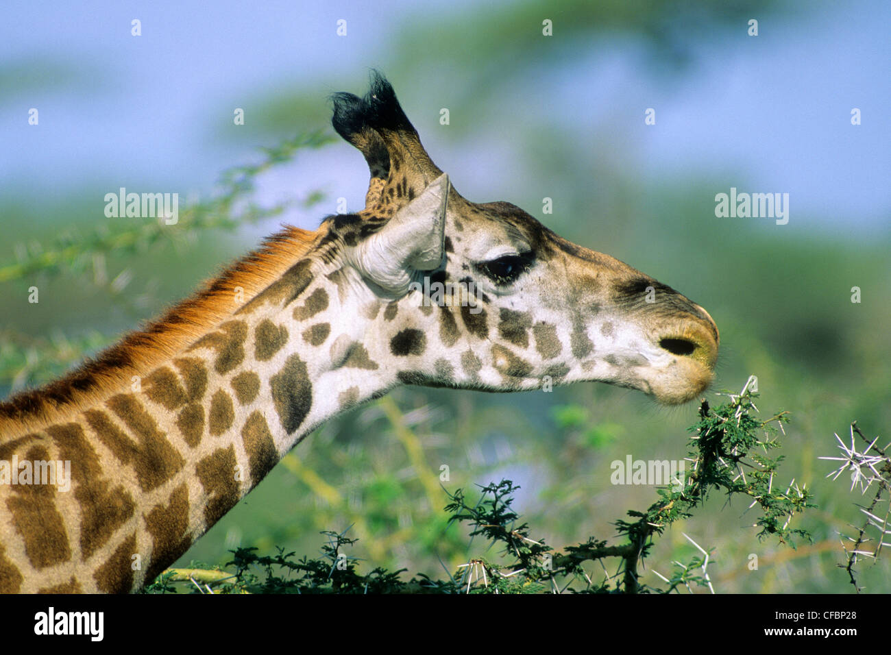 Des profils Girafe (Giraffa camelopardalis) se nourrissent de feuilles d'acacia, la réserve de Masai Mara, Kenya, Afrique de l'Est Banque D'Images