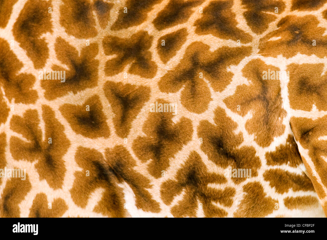 Girafe (Giraffa camelopardalis) motif de la peau, la réserve de Masai Mara, Kenya, Afrique de l'Est Banque D'Images