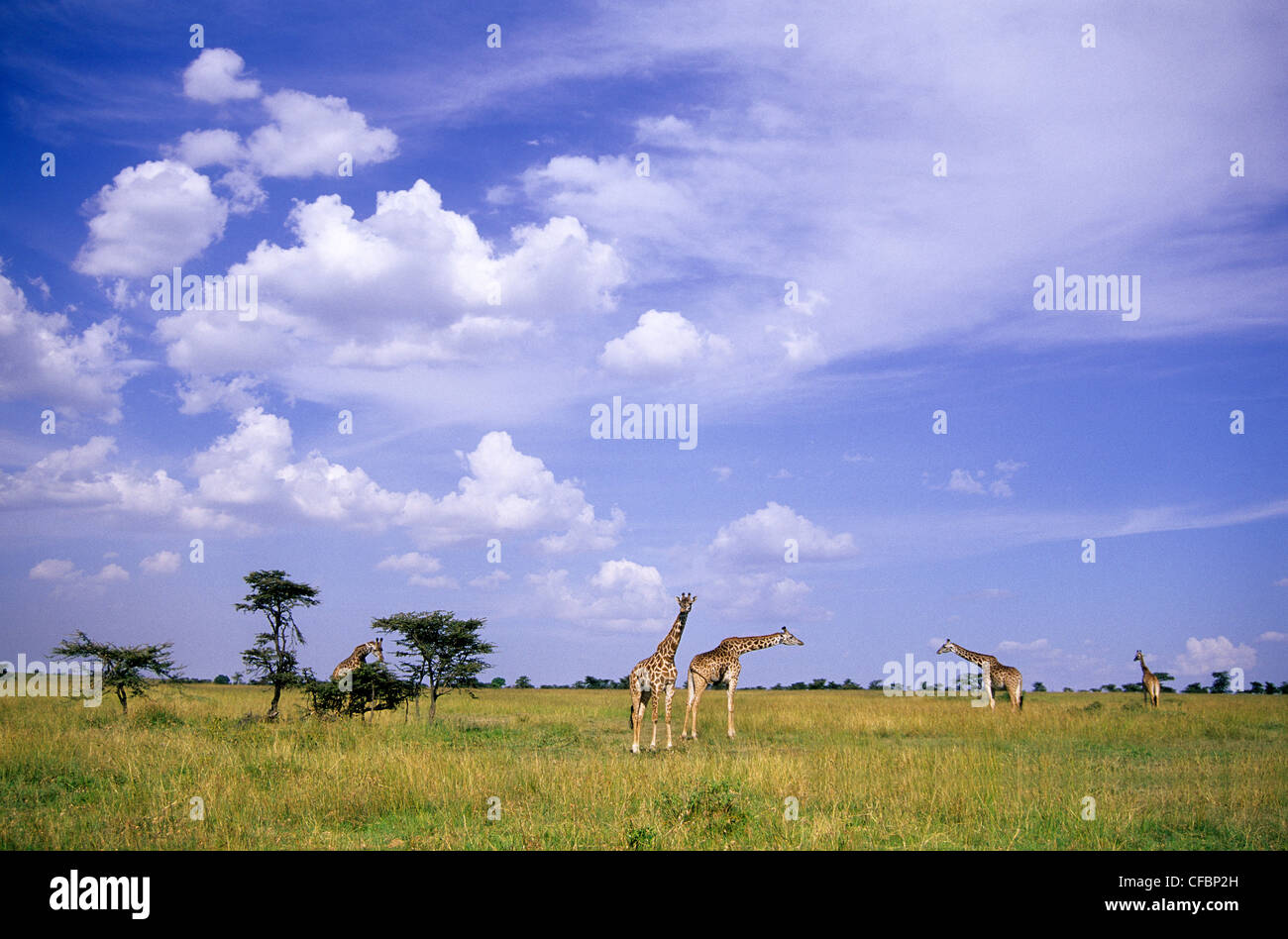 Les Girafes (Giraffa camelopardalis), groupe de réserve de Masai Mara, Kenya, Afrique de l'Est Banque D'Images