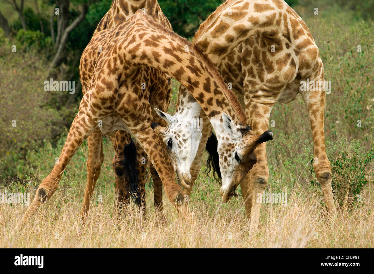 Mâle adulte, les girafes (Giraffa camelopardalis) combat dans une position dominante, l'affichage de la réserve de Masai Mara, Kenya, Afrique de l'Est Banque D'Images