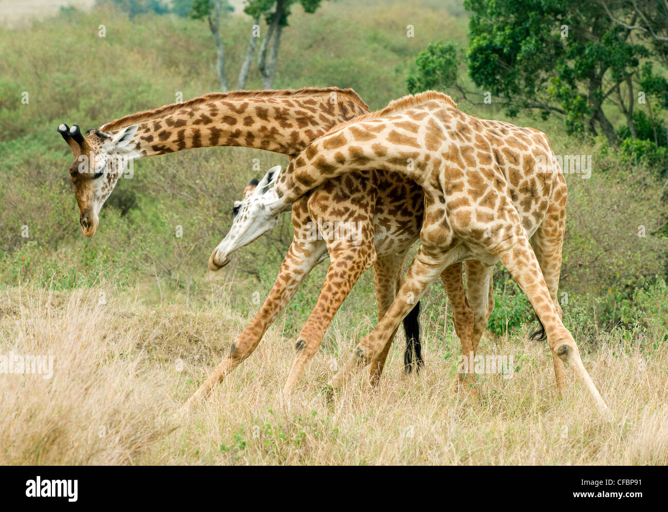 Mâle adulte, les girafes (Giraffa camelopardalis) combat dans une position dominante, l'affichage de la réserve de Masai Mara, Kenya, Afrique de l'Est Banque D'Images