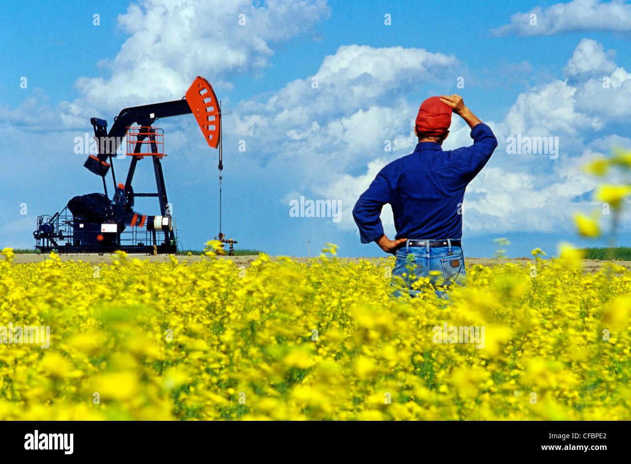 Un homme donne sur un champ de colza en fleurs avec de l'huile à l'arrière-plan pumpjack près de Carlyle, Saskatchewan, Canada Banque D'Images