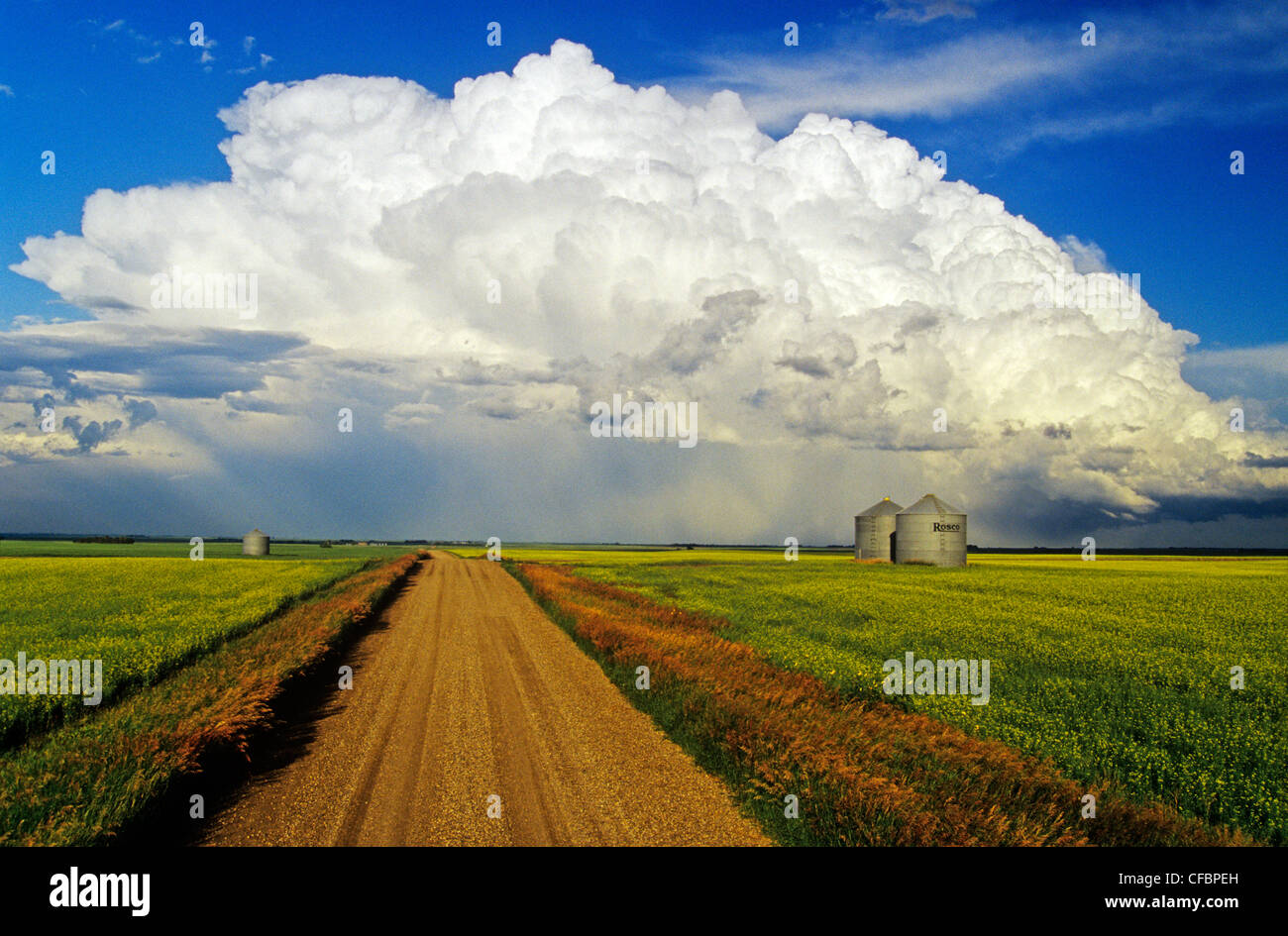 Cumulonimbus avec masse de gravier, le canola et les cellules à grains dans l'avant-plan près de Bromhead, Saskatchewan, Canada Banque D'Images